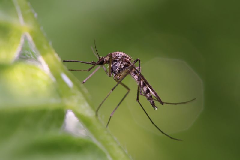 Mosquitoes
