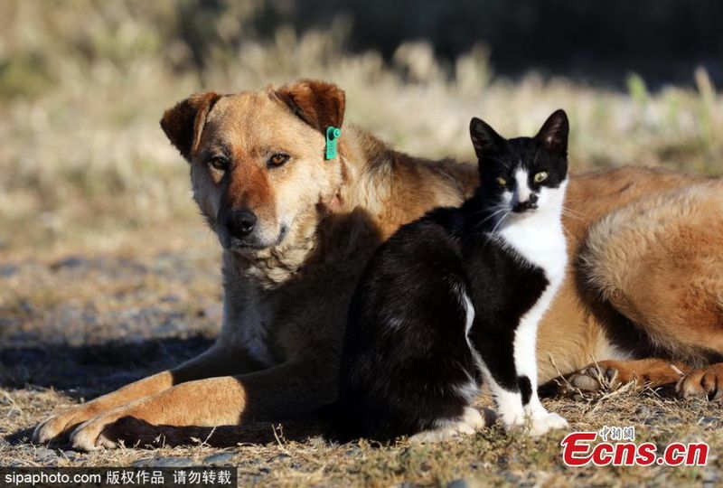 Stray Cat & Dog