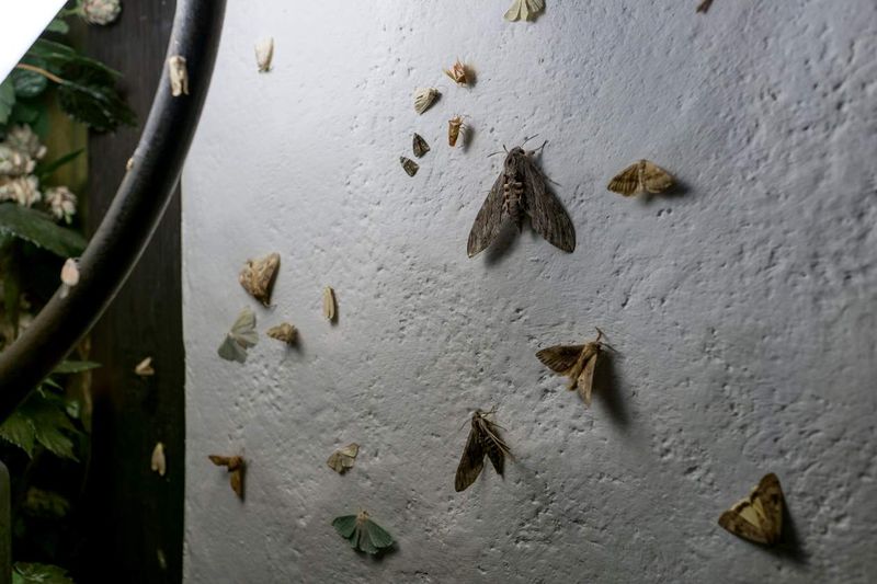 Moths