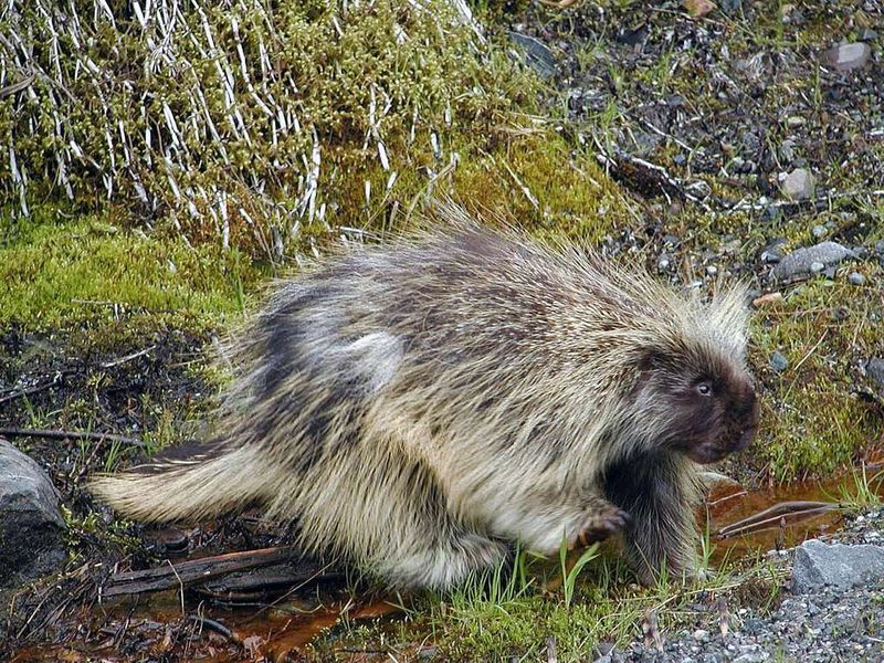 Porcupine