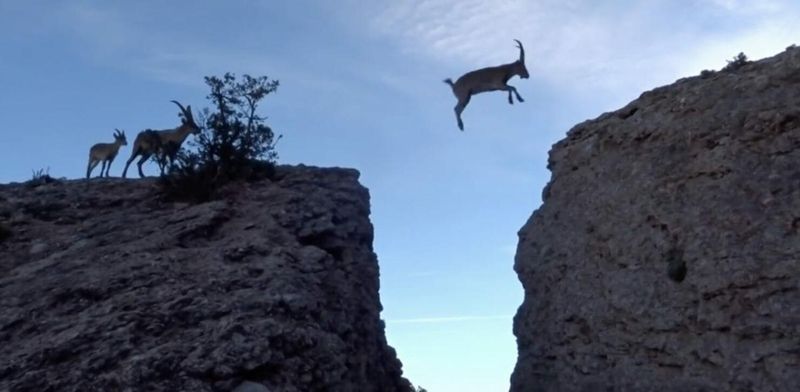 Mountain Goat
