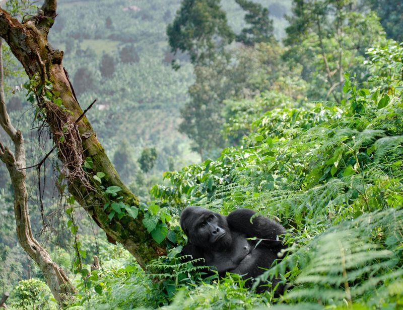 Mountain Gorilla