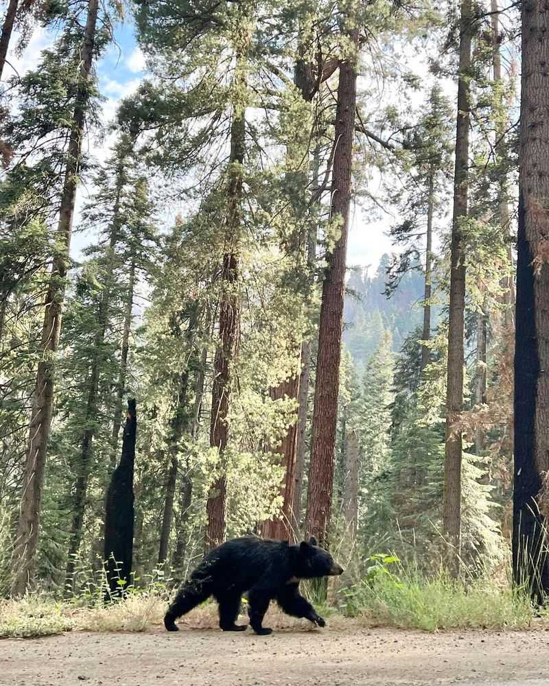 Black Bear