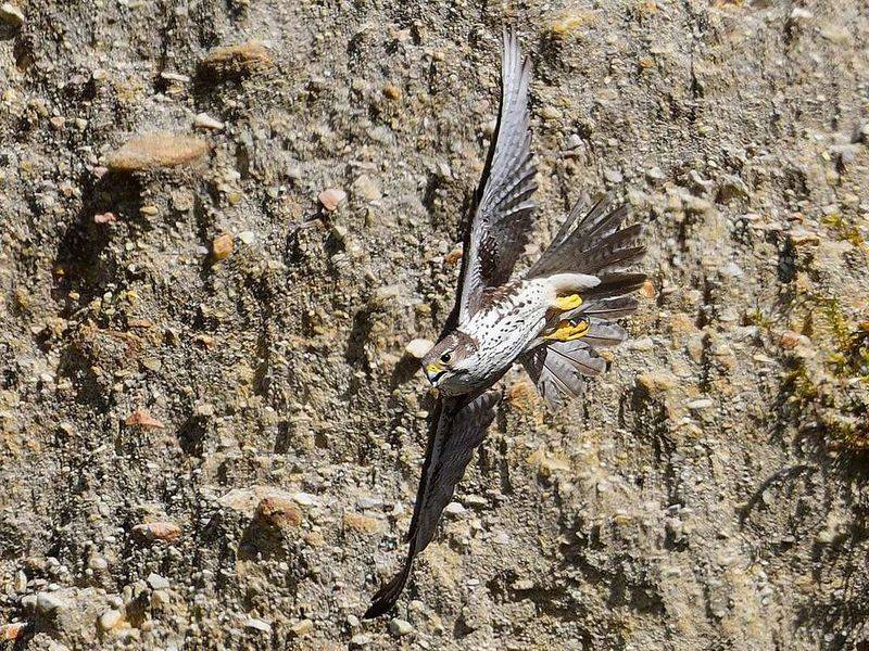 Peregrine Falcon