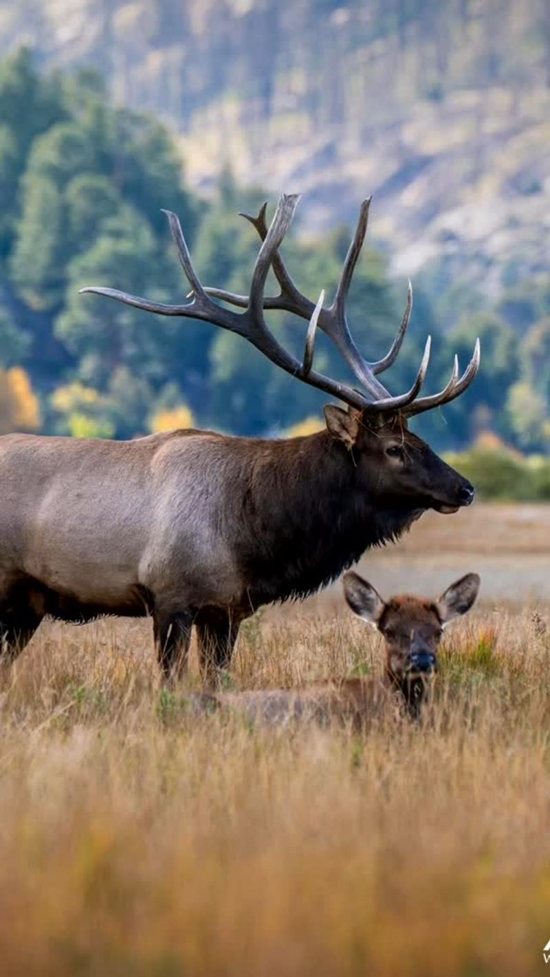 Elk