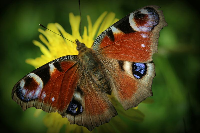 Peacock Butterfly