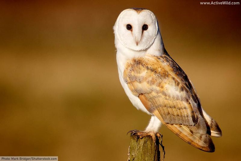 Barn Owl