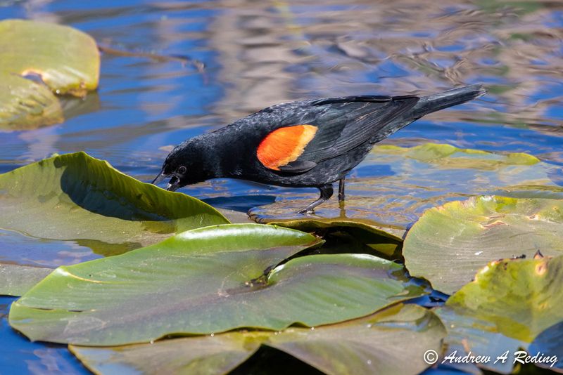 Red-winged Blackbird