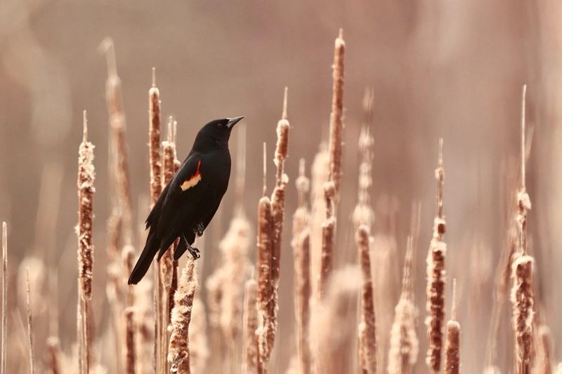 Red-winged Blackbird