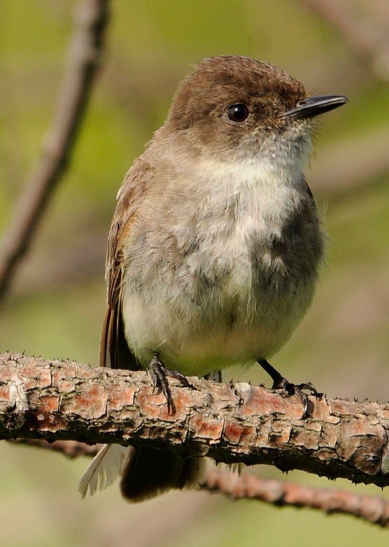Eastern Phoebe