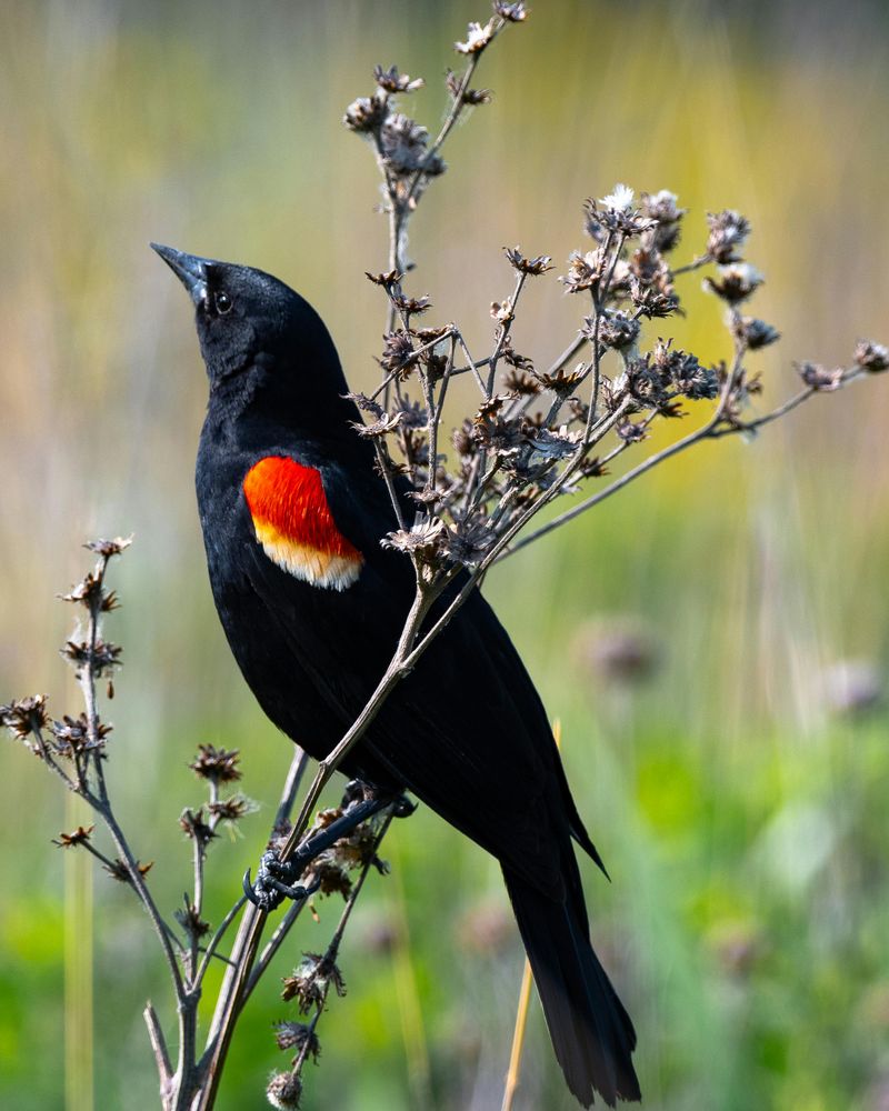Red-winged Blackbird