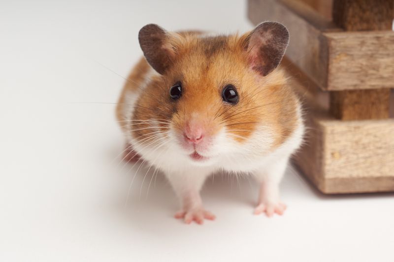 Hamster