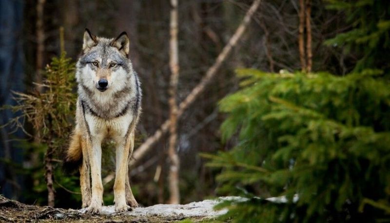 Wolf