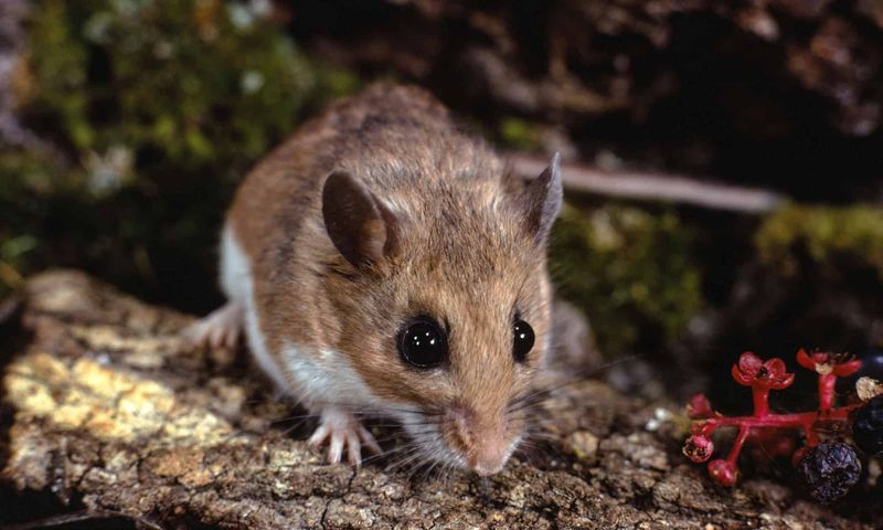 Mouse