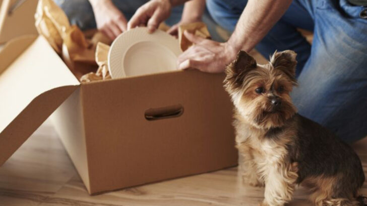 Moving With Pets? 14 Tips to Make It Easier