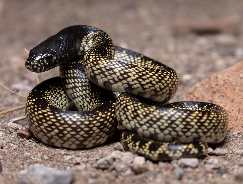 Desert Kingsnake