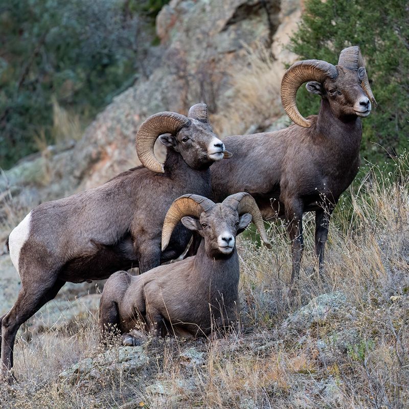 Big Horn Sheep