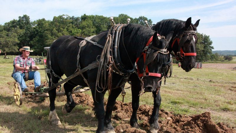 Percheron