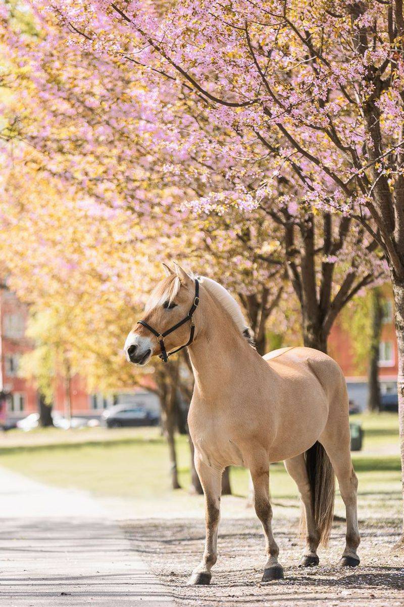 Fjord Horse