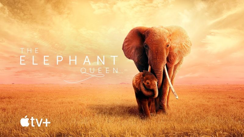 The Elephant Queen
