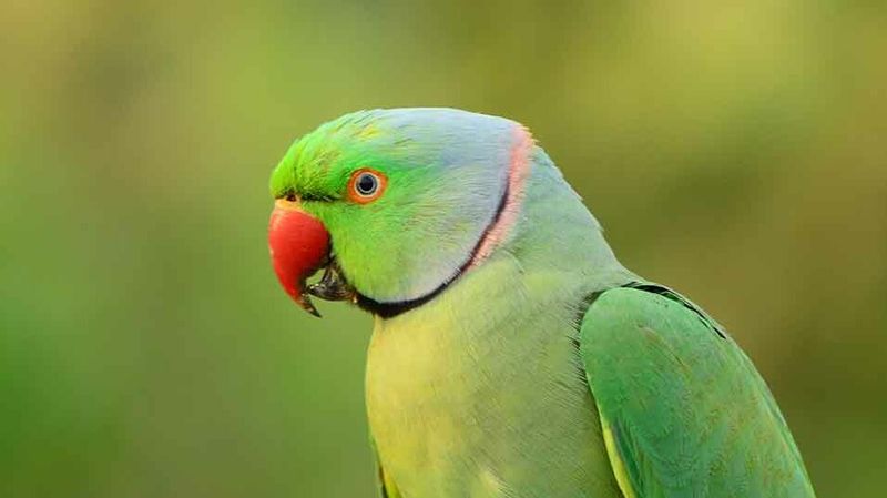 Indian Ringneck Parakeet