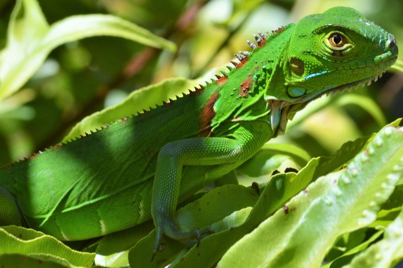 Green Iguanas