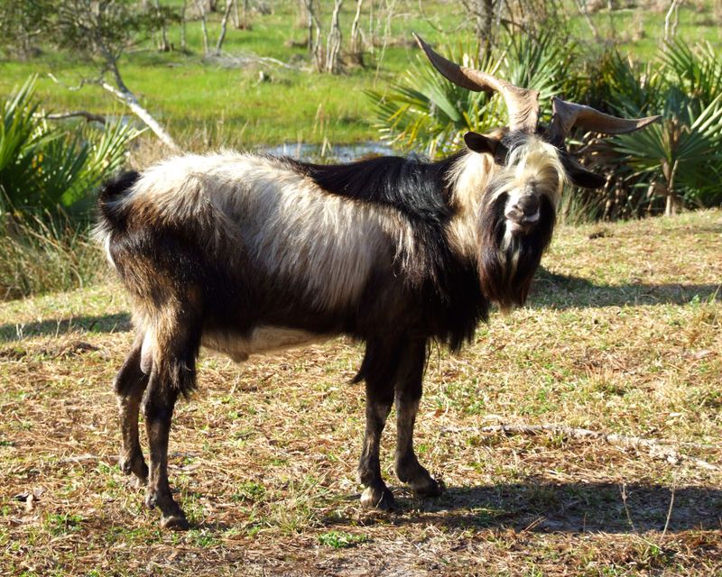 Spanish Goat