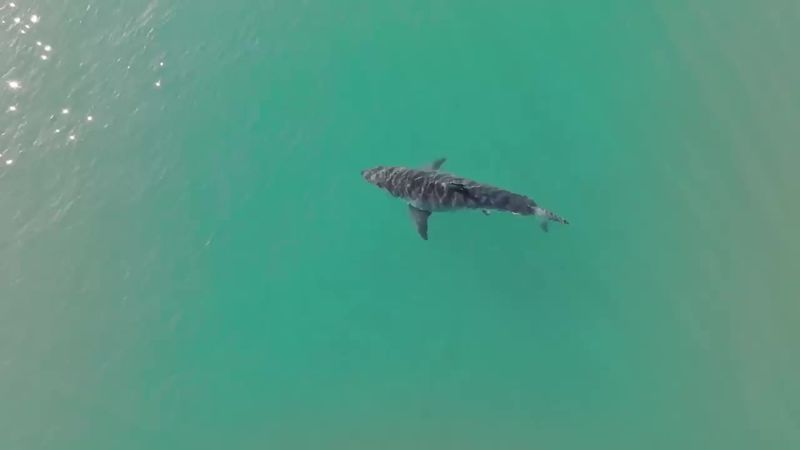 Montauk's Great White Vigilance
