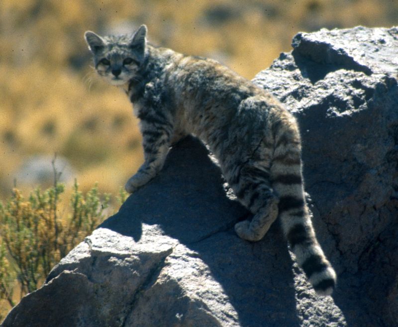 Habitat and Adaptation