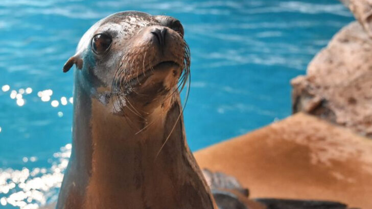 Mystic Aquarium Like You’ve Never Seen It: Best Time to Visit + Top 10 Animals