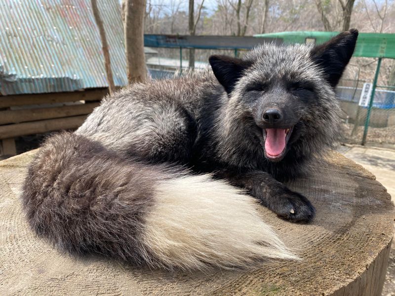 Mystical Black Fox of Japan