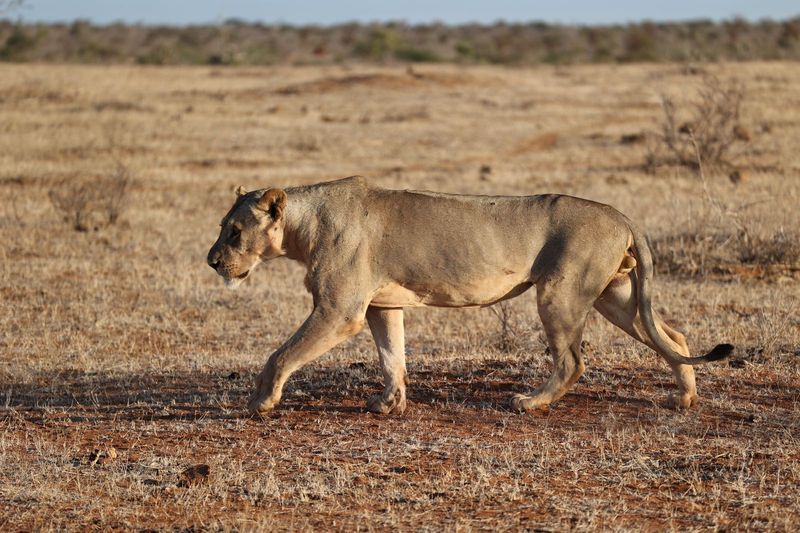 Myth 11: All Lions Have Manes