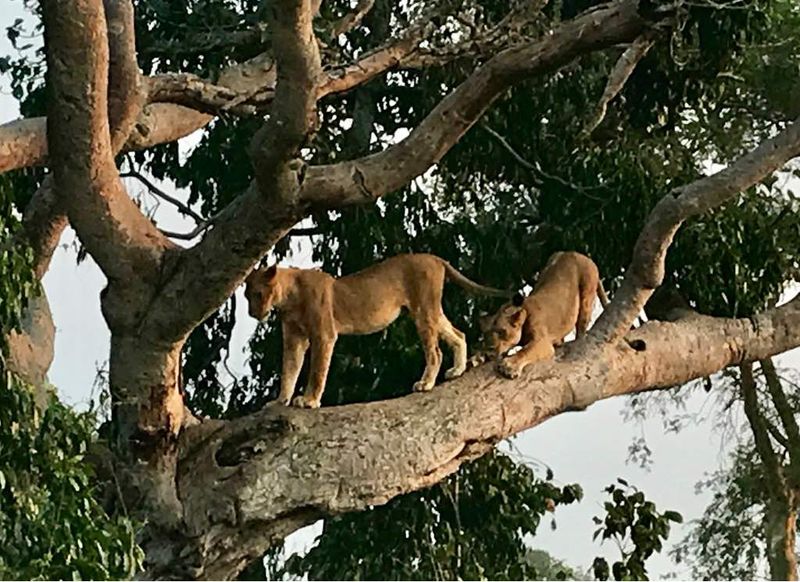 Myth 12: Lions Do Not Climb Trees