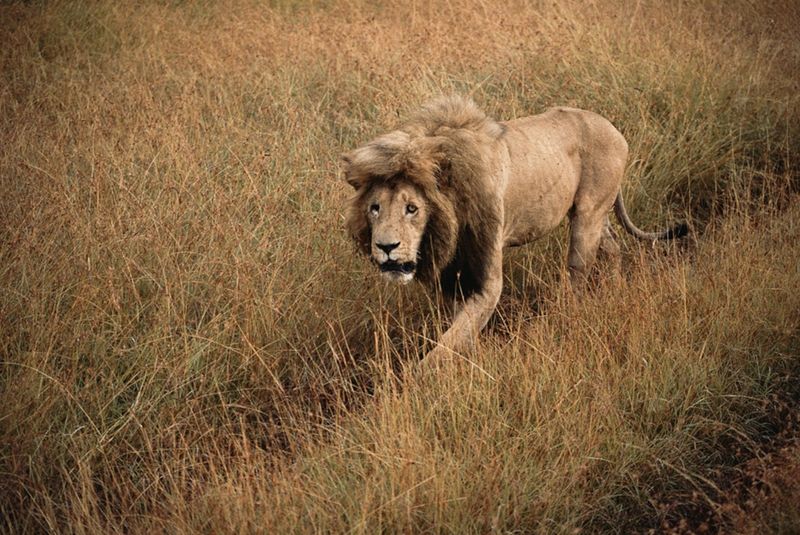 Myth 13: Lions Have No Natural Predators