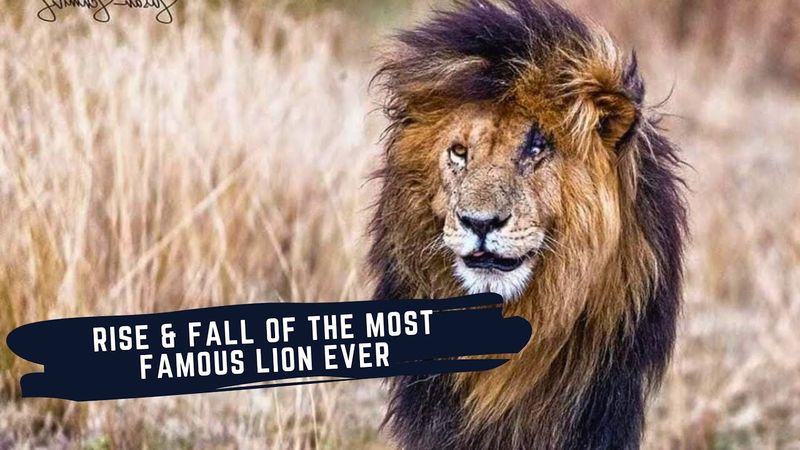 Myth 14: Lions Always Win Their Battles