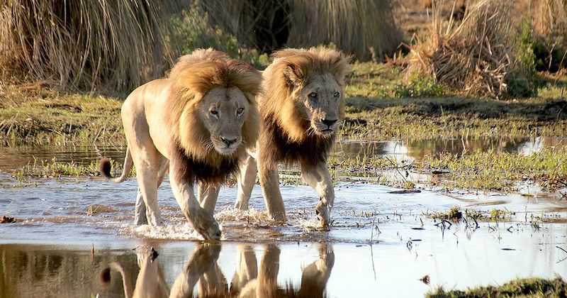 Myth 3: Male Lions Are Lazy