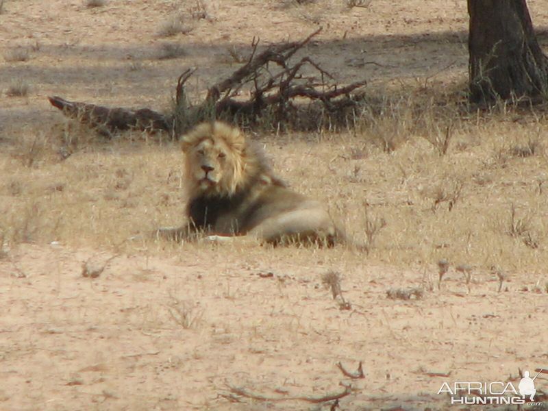Myth 5: All Lions Roar