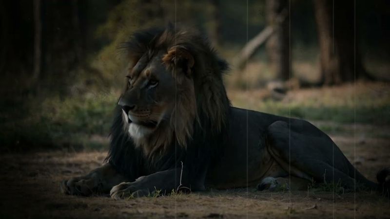 Myth 6: Lions Are Nocturnal