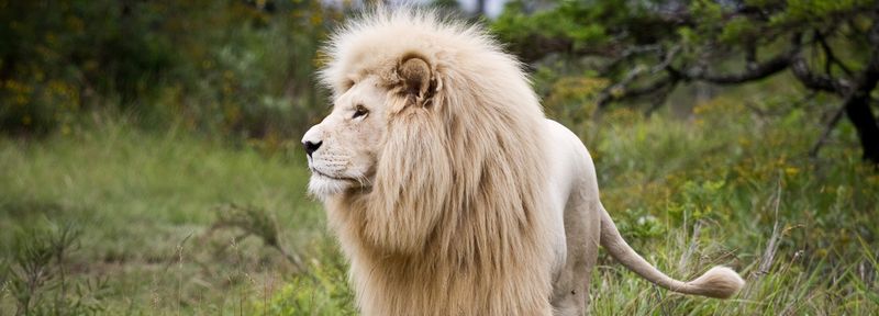 Myth 7: Lions Hunt Humans