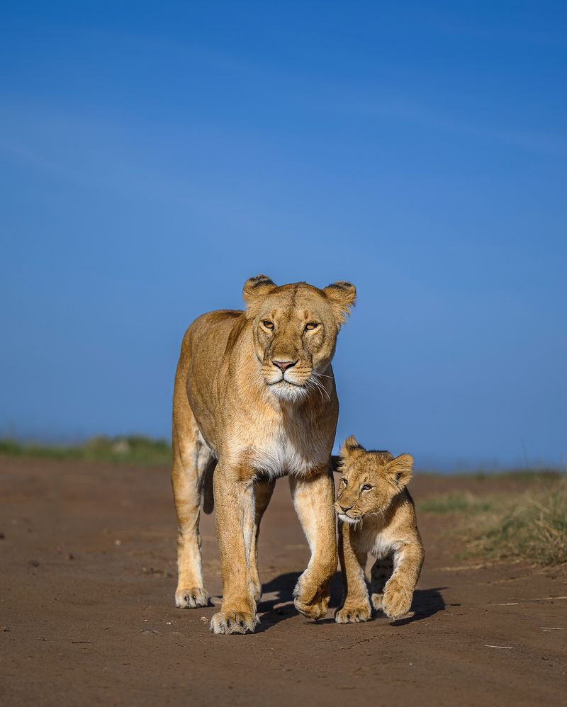 Myth 8: Lion Cubs Are Raised by Their Mothers Alone