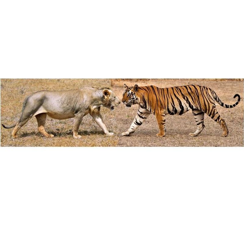 Myth 9: Lions Are the Largest Big Cats