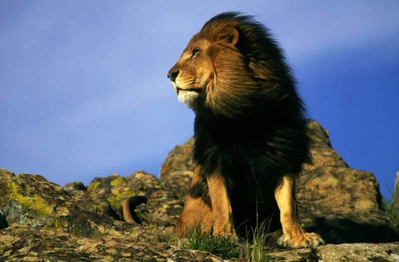 Myth 10: Lions Are King of All Animals