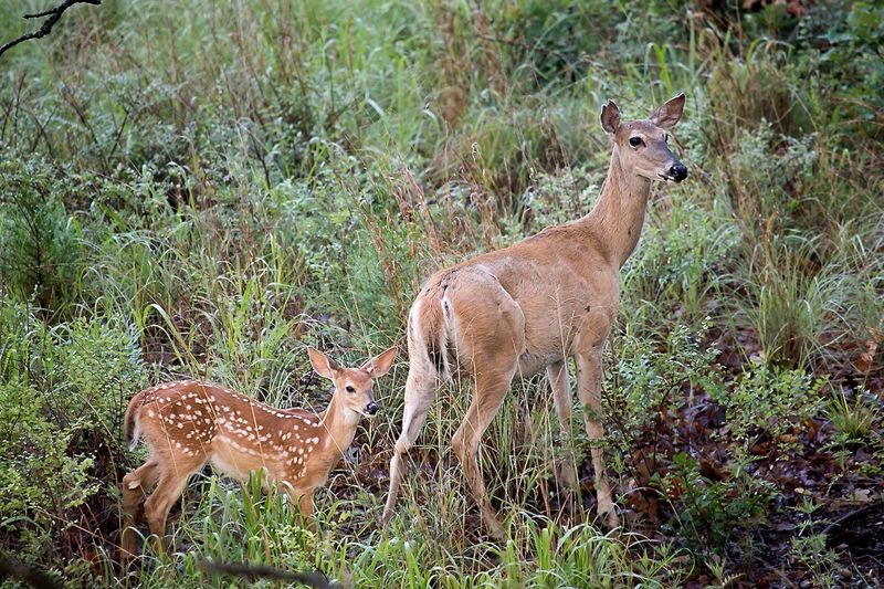 Remarkable Memory in Deer