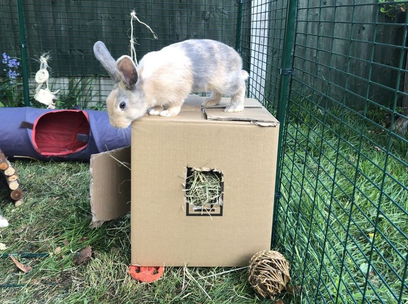 Myth: Rabbits don't need toys