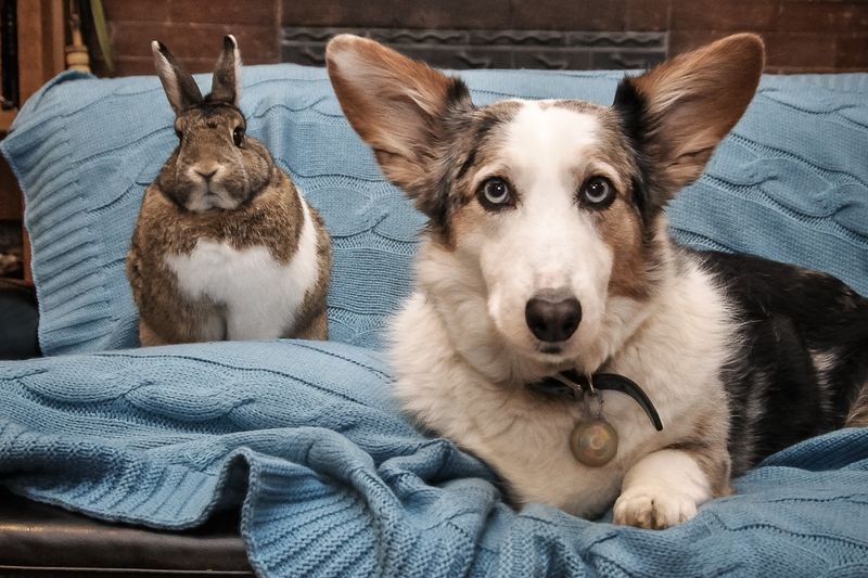 Myth: Rabbits and cats/dogs get along easily