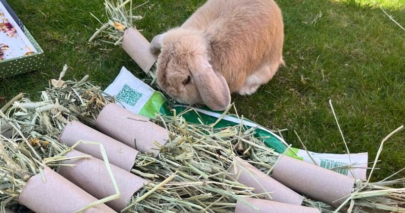 Myth: Rabbits are happy alone