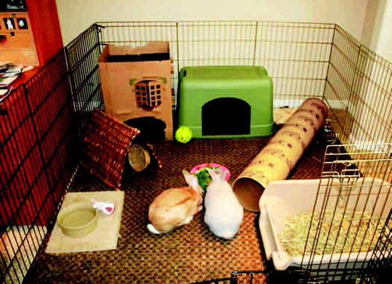 Myth: Rabbits only need a cage