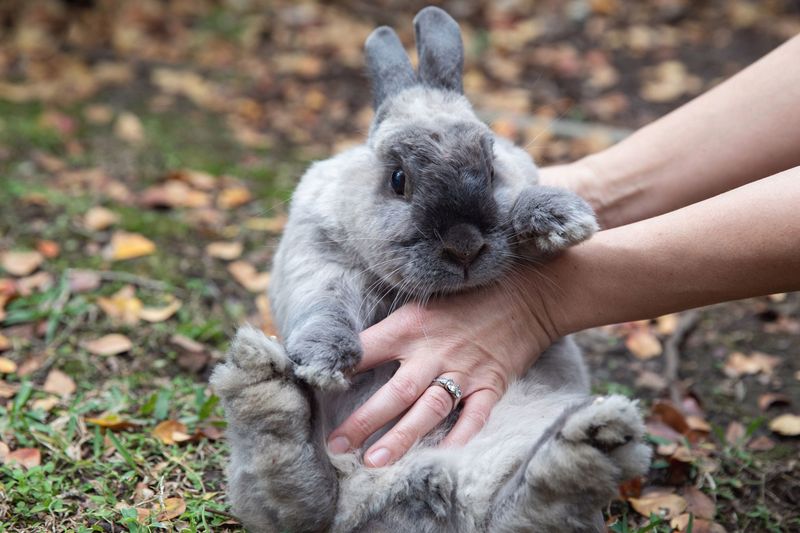 Myth: Rabbits are cheap pets