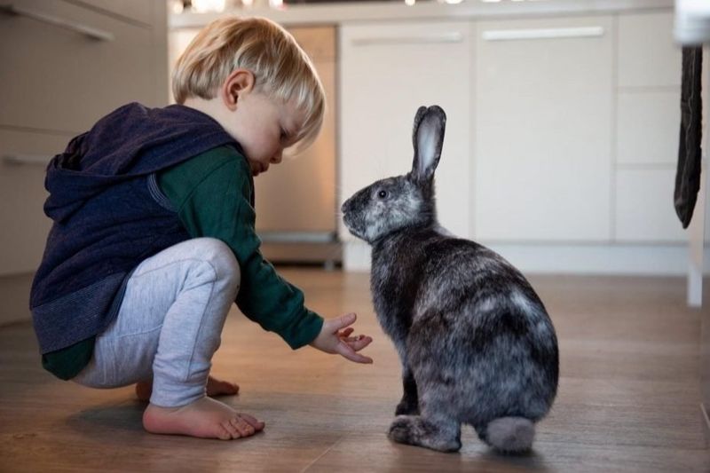 Myth: Rabbits are great starter pets for kids
