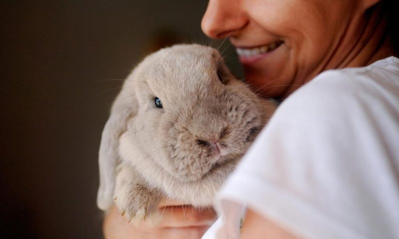 Myth: Rabbits don't live long